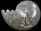 Polished Ammonite With Sutures - Morocco #35316-1